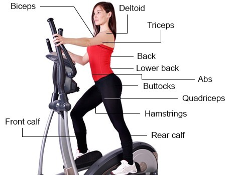 muscles used in cross trainer